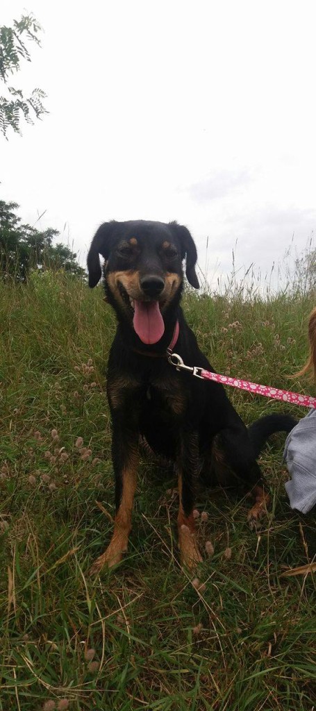 Gaja to młodziutka około roczna sunia. Jest energiczna, wszędzie jej pełno, czeka na moment aż człowiek zwróci na nią uwagę i zacznie się z nią bawić. Potrzebuje dużo ruchu, nawet bardzo dużo. Pies dla aktywnych. Potrzebuje też zdecydowanego opiekuna, ma dominujący charakter. Nie nadaje się do domu z malutkimi dziećmi. Sunia po sterylizacji, szczepieniach i zaczipowana. Szuka odpowiedzialnego domu!